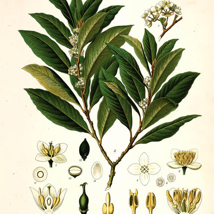 Bay Laurel Framed Print