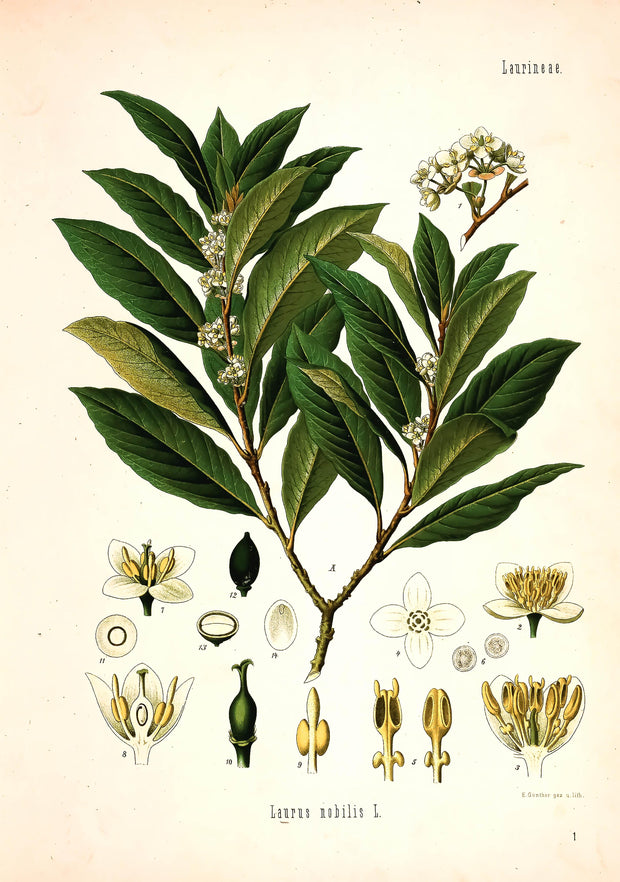 <h4>Framed Botanical Prints</h4>