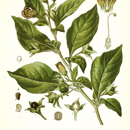 Nightshade Belladonna Framed Print