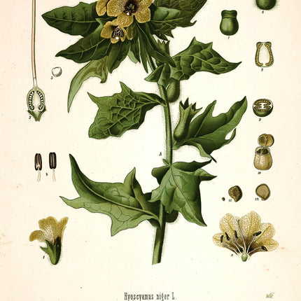 Henbane Framed Botanical Print