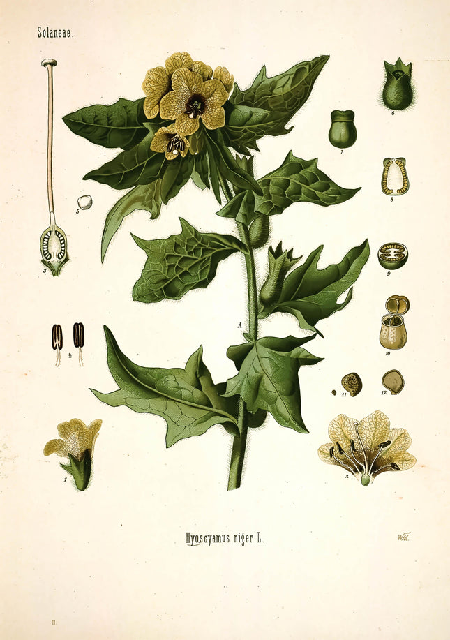Henbane Framed Botanical Print