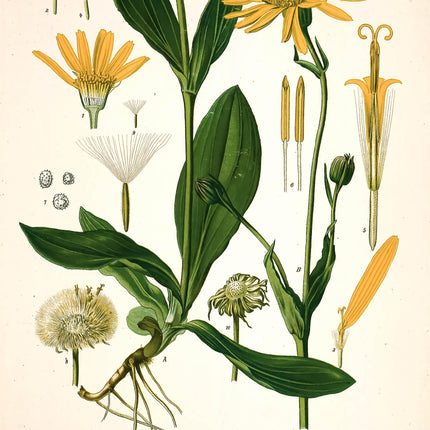 Mount Arnica Framed Botanical Print