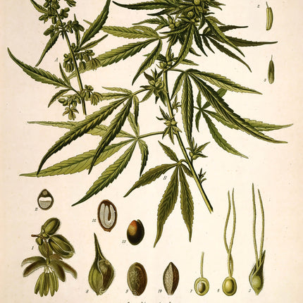 Cannabis Sativa Framed Botanical Print