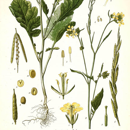 Black Mustard