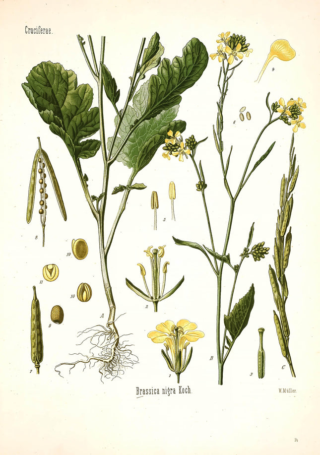 Black Mustard