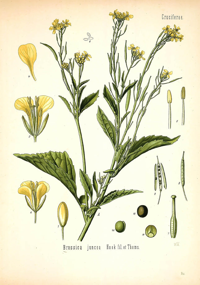 Brown Mustard Framed Botanical Print