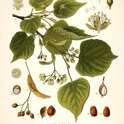 Japanese Lime Framed Botanical Print