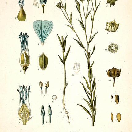Flax Framed Botanical Print