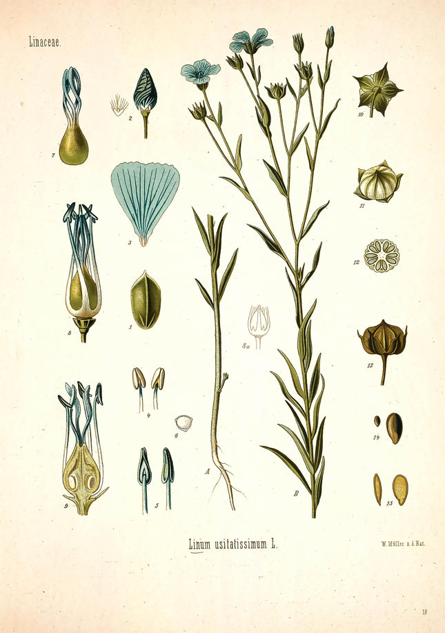 Flax Framed Botanical Print