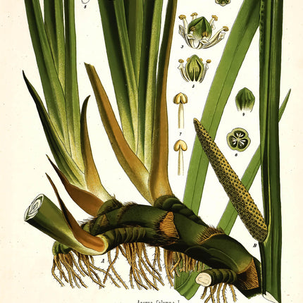 Sweet Flag Framed Botanical Print