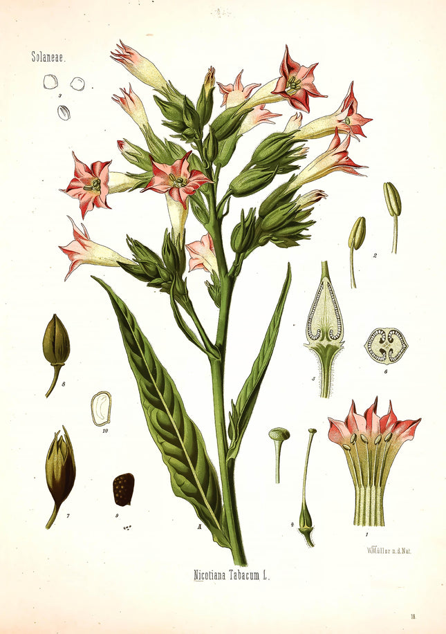 Tobacco Framed Botanical Print