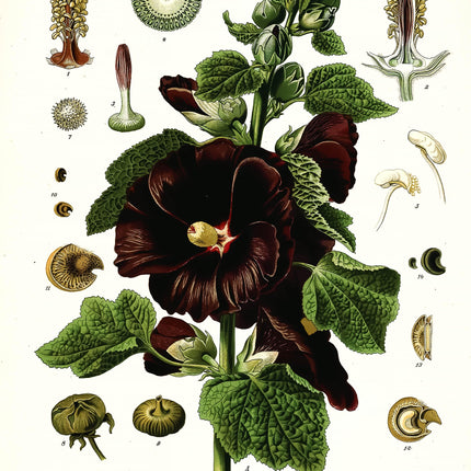 Hollyhock Framed Botanical Print