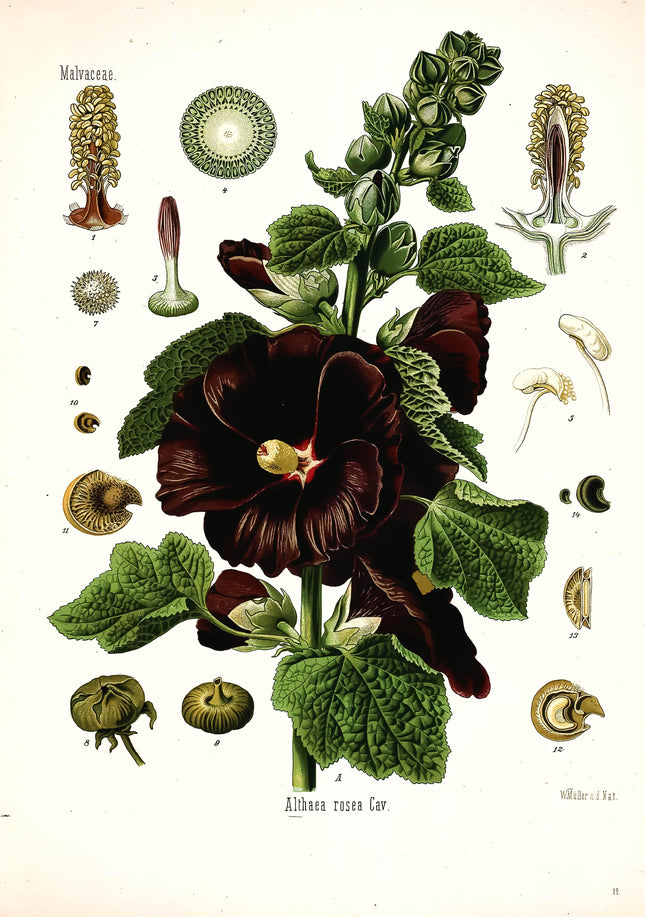 Hollyhock Framed Botanical Print