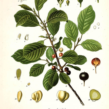 Buckthorn Framed Botanical Print