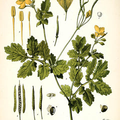 Collection image for: Botanical Prints